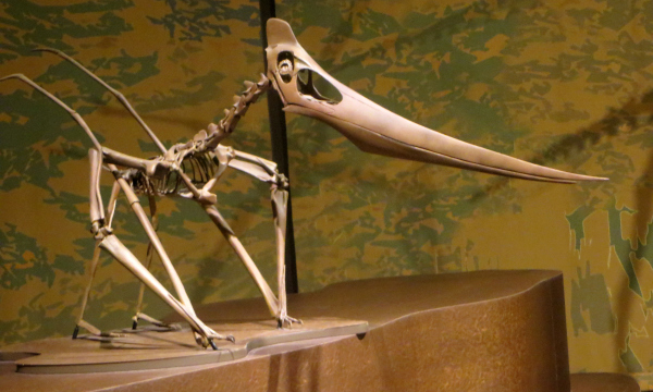 Pteranodon : zamontowany szkielet wykonany z replik oryginalnych kości kopalnych. Mały grzebień kości w tylnej części czaszki wskazuje, że szkielet ten należał do samicy.