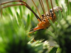 Un moissonneur (un Phalangium opilio mâle), montrant la disposition presque fusionnée de l'abdomen et du céphalothorax qui distingue ces arachnides des araignées.