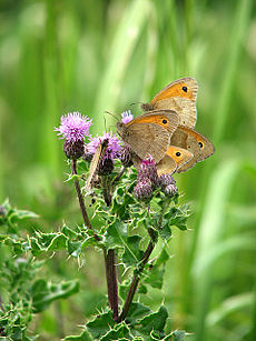 Weide bruine vlinder met afleidings "doelen" op zijn vleugels