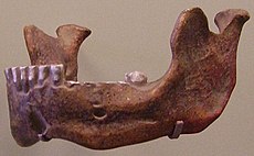 1907年发现的颚骨的副本