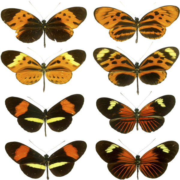 Motýle rodu Heliconius z tropických oblastí západnej pologule sú klasickými Müllerovými mimikrami.