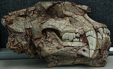 Homotherium crenatidens skull Museu Paleozológico da China