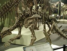 Skelett des Huyangosaurus taibaii aus dem Pekinger Naturkundemuseum.