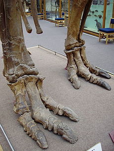 Az Iguanodon háromujjú lábai