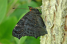 Fluturele păun este un imitator criptic al frunzelor atunci când are aripile închise