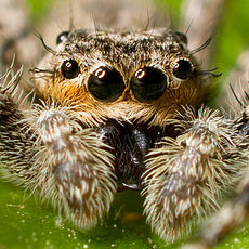 En hoppende edderkop. Edderkopper har flere øjne.