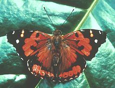 Een Kamehameha vlinder met de geknuppelde antennes en het slanke lichaam