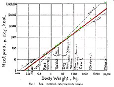 Оригиналната графика на съотношението между размера на тялото и скоростта на метаболизма, нарисувана от Макс Клейбър (1947 г.).