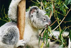 Un koala comiendo hojas.  