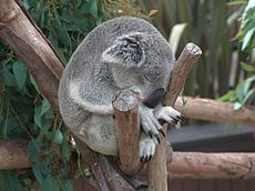 En sovande koala i ett zoo.  