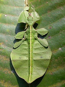 El insecto de la hoja Phyllium.