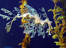 Os peixes vêm em muitas formas e tamanhos. Este é um dragão marinho (kira), um parente próximo do cavalo marinho. Eles são camuflados como algas marinhas flutuantes.