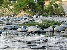 Ein frei fließender Teil des Los Angeles River