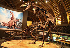Kerangka yang dipasang seolah-olah sedang bersanggama: Museum Jurassic Asturias, Spanyol.