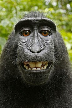 O macaco se auto-estima: Um macaco de crista negra (Macaca nigra) tira uma foto de si mesmo. Há um debate entre os advogados que detém os direitos autorais desta imagem: Ou é o macaco, ou é o dono da câmera que foi usada.