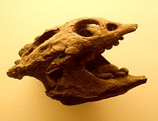 Lebka Macroplacus: všimněte si plochých zubů