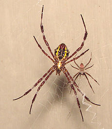 Păianjenul Argiope appensa femelă (stânga) și mascul: masculul este mult mai mic decât femela