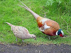 Vrouwtje (links) en mannetje fazant, ter illustratie van het verschil in kleur (en ook grootte)  