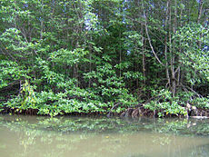 Ter vergelijking, mangroves in Vietnam