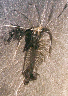 Marrella , het meest overvloedige schalie-organisme van Burgess