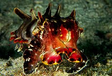 Pfeffer's Flamboyant Cuttlefish, de Sipadan, Malásia