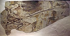 Fóssil de Microraptor impressões de asas emplumadas