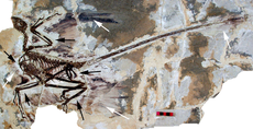 Fossile de Microraptor gui, trouvé en 2003, montrant les plumes des pattes
