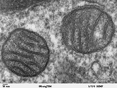 Twee doorsneden van mitochondriën. Je kunt de cristae zien.