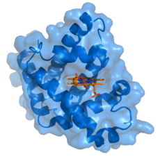 Myoglobin (blått) med sin ligand heme (orange) bunden.