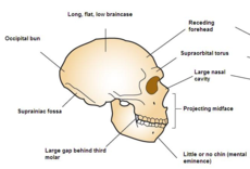 De Neanderthaler schedel verschilt in een aantal opzichten van onze schedels
