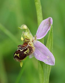 Ophrys apifera staat op het punt tot zelfbestuiving