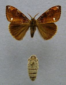 Mariposa Orygia recens: arriba el macho; abajo la hembra, que no tiene alas. Varias especies del género tienen esta disposición.