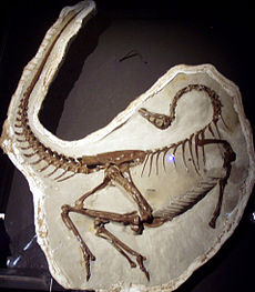 1995年に発見されたクイルノブを持つO. edmontonicusの標本、Royal Tyrrell Museum