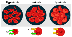 Efeito de diferentes soluções sobre as células sanguíneas