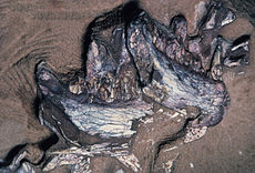 Mandíbulas inferiores del espécimen SAM-PK-K10488