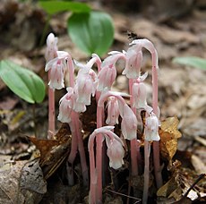 Monotropa uniflora , ou planta fantasma, é um parasita. Este micoheterotrofio obtém toda sua nutrição de um fungo da família Russulaceae.