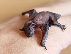 Bebé pipistrelle