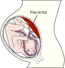 Plancenta în diagrama uterină  