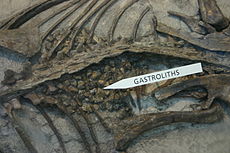 Fossile di Psittacosaurus con gastroliti nella regione dello stomaco, American Museum of Natural History