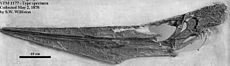 Pteranodono patelės kaukolė, rasta 1876 m. Dūminių kalvų kreidoje.