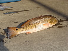 Пример красной рыбы (также известной как красный барабан, Sciaenops ocellatus), используемой в примере.