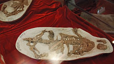 Het R. robustus specimen met Psittacosaurus resten in zijn maag  