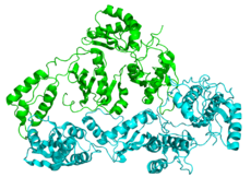 Structura cristalografică a transcriptazei inverse HIV.   Subunitatea P51 este verde, iar subunitatea P66 este cyan.  