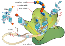 Schemat przedstawiający translację mRNA i syntezę białek przez rybosom
