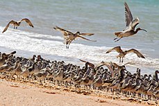 Waadvogels die bij vloed op het strand liggen te roosteren