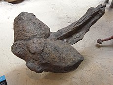 Ankylosaurus' halekølle  