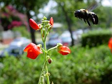 Pszczoły i kwiaty ewoluowały razem, więc ich adaptacje pasują do siebie: współewolucja.