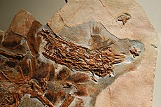Fosilie Sinornithosaurus millenii, první doklad peří u dromaeosaurů.