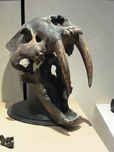 Teschio di Smilodon. Illustra l'enorme apertura delle sue mascelle a dente di sega. Questa è la specie più grande, lo Smilodon populator
