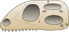 Обща схема на черепа на диапсидите. Обърнете внимание на двата отвора в черепа зад окото